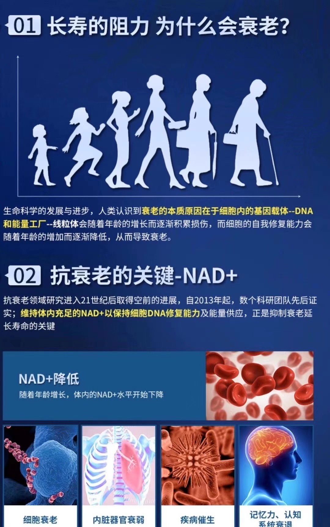 古特生物 01長壽的阻力 為什么會衰老?02 抗衰老的關(guān)鍵-NAD+