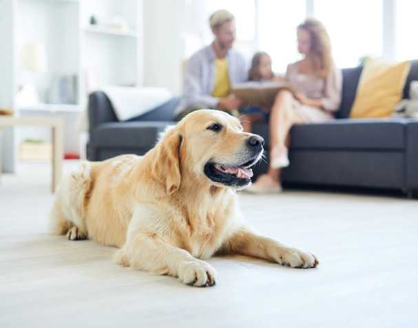 動物保健領(lǐng)域 動物保健領(lǐng)域