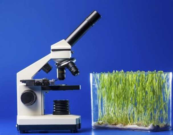 促進(jìn)幼苗跟葉生長