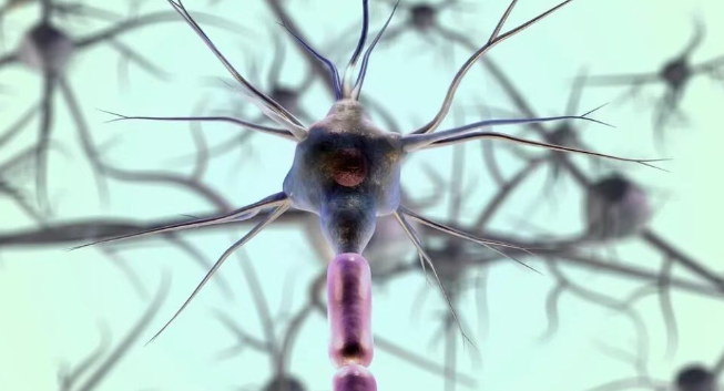 多靶點(diǎn)協(xié)同的調(diào)控網(wǎng)絡(luò) 多靶點(diǎn)協(xié)同的調(diào)控網(wǎng)絡(luò)